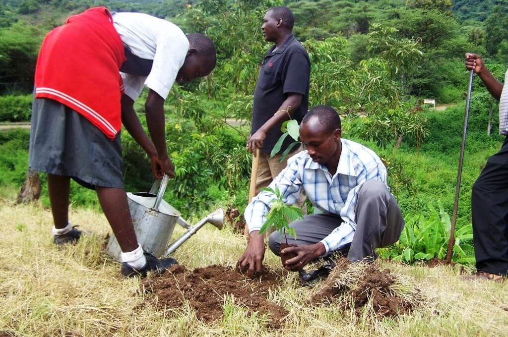 community planting trees