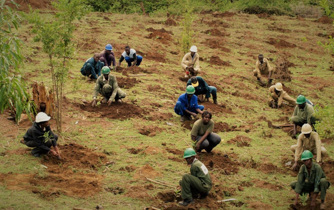 Community planting